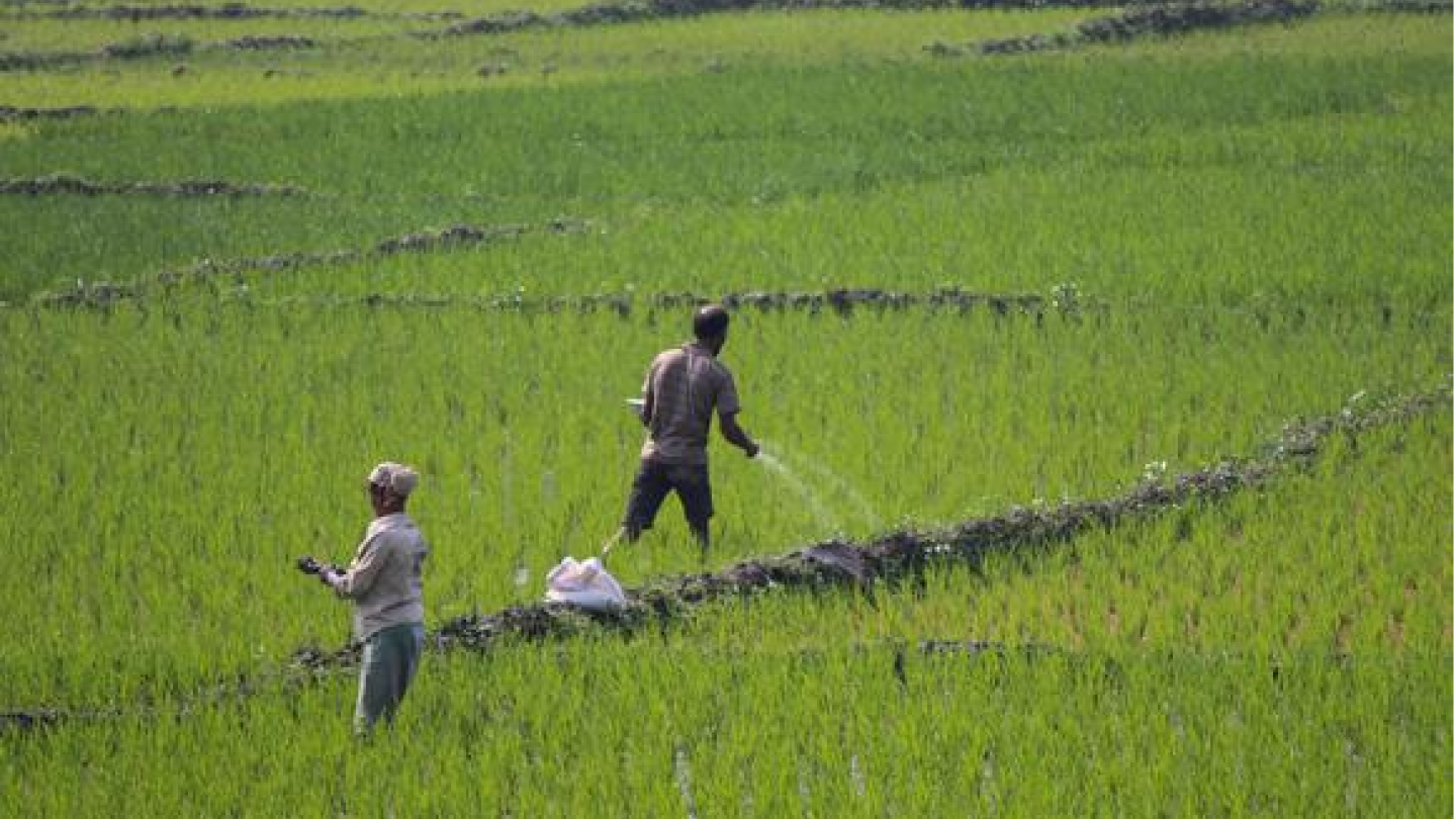 Alrededor de 250 mil agricultores están inscritos en padrón del Midagri