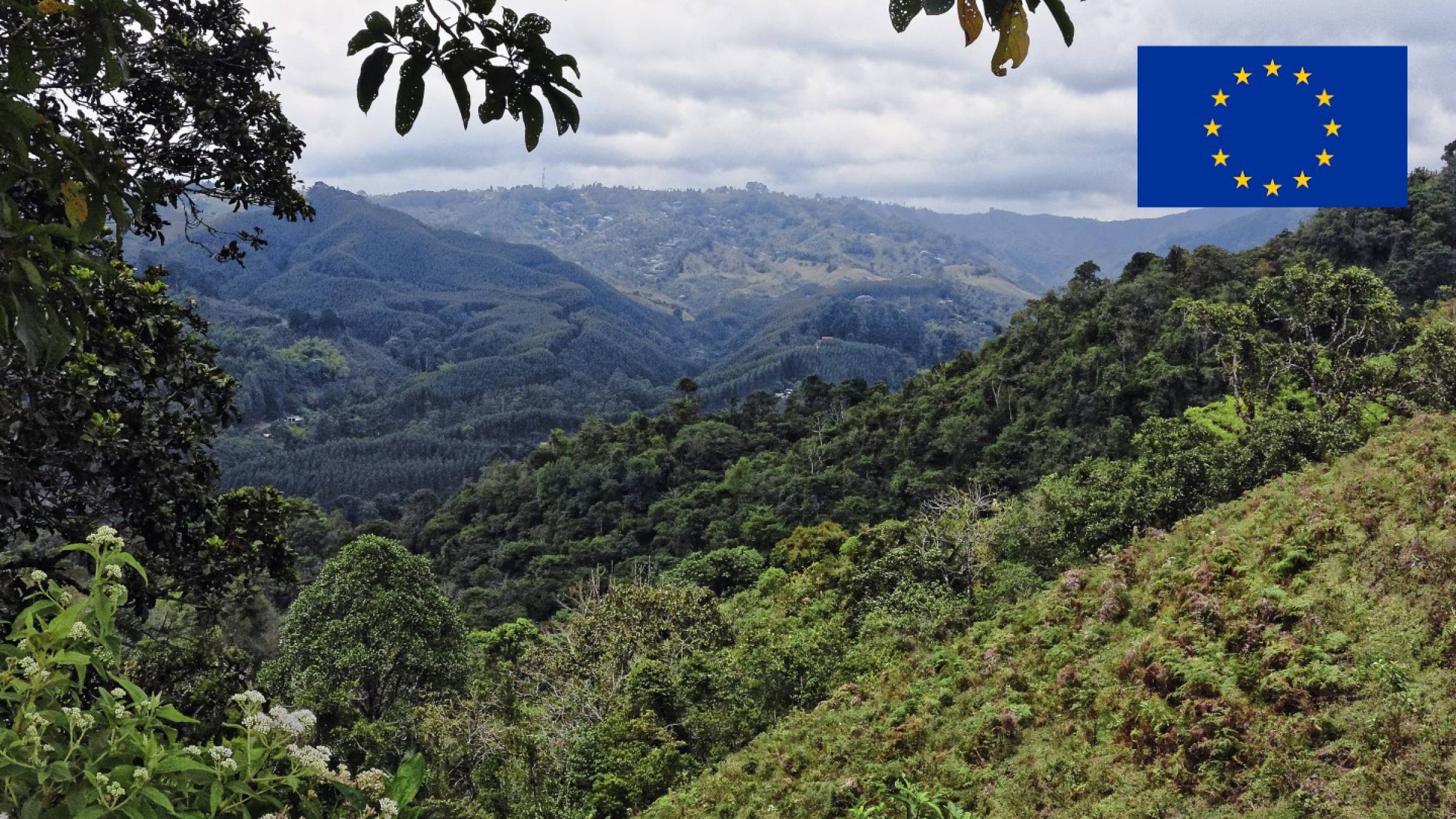 Comisión Europea propone aplazar la entrada en vigor del Reglamento de la Unión Europea sobre Productos Libres de Deforestación (EUDR)